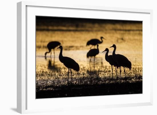 Sandhill Cranes, Bosque Del Apache, New Mexico-Paul Souders-Framed Photographic Print