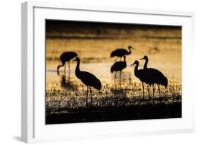 Sandhill Cranes, Bosque Del Apache, New Mexico-Paul Souders-Framed Photographic Print