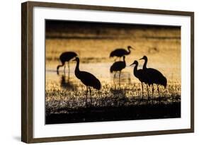 Sandhill Cranes, Bosque Del Apache, New Mexico-Paul Souders-Framed Photographic Print