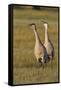 Sandhill Cranes Calling-Ken Archer-Framed Stretched Canvas