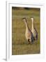 Sandhill Cranes Calling-Ken Archer-Framed Photographic Print