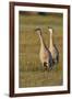 Sandhill Cranes Calling-Ken Archer-Framed Photographic Print