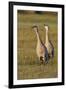 Sandhill Cranes Calling-Ken Archer-Framed Photographic Print