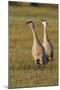 Sandhill Cranes Calling-Ken Archer-Mounted Photographic Print