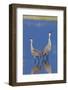 Sandhill Cranes calling-Ken Archer-Framed Photographic Print