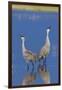 Sandhill Cranes calling-Ken Archer-Framed Photographic Print