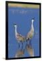 Sandhill Cranes calling-Ken Archer-Framed Photographic Print