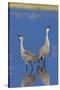 Sandhill Cranes calling-Ken Archer-Stretched Canvas