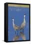 Sandhill Cranes calling-Ken Archer-Framed Stretched Canvas