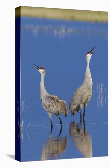 Sandhill Cranes calling-Ken Archer-Stretched Canvas