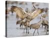 Sandhill Cranes Dancing on the Platte River Near Kearney, Nebraska, USA-Chuck Haney-Stretched Canvas