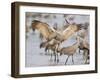 Sandhill Cranes Dancing on the Platte River Near Kearney, Nebraska, USA-Chuck Haney-Framed Premium Photographic Print