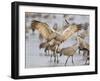 Sandhill Cranes Dancing on the Platte River Near Kearney, Nebraska, USA-Chuck Haney-Framed Premium Photographic Print