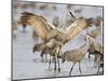 Sandhill Cranes Dancing on the Platte River Near Kearney, Nebraska, USA-Chuck Haney-Mounted Premium Photographic Print