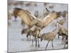 Sandhill Cranes Dancing on the Platte River Near Kearney, Nebraska, USA-Chuck Haney-Mounted Photographic Print