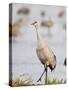 Sandhill Cranes Dancing on the Platte River Near Kearney, Nebraska, USA-Chuck Haney-Stretched Canvas