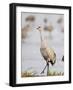 Sandhill Cranes Dancing on the Platte River Near Kearney, Nebraska, USA-Chuck Haney-Framed Photographic Print