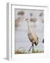 Sandhill Cranes Dancing on the Platte River Near Kearney, Nebraska, USA-Chuck Haney-Framed Photographic Print