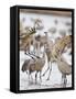 Sandhill Cranes Dancing on the Platte River Near Kearney, Nebraska, USA-Chuck Haney-Framed Stretched Canvas