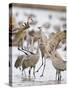 Sandhill Cranes Dancing on the Platte River Near Kearney, Nebraska, USA-Chuck Haney-Stretched Canvas