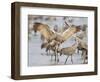 Sandhill Cranes Dancing on the Platte River Near Kearney, Nebraska, USA-Chuck Haney-Framed Photographic Print