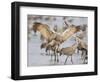 Sandhill Cranes Dancing on the Platte River Near Kearney, Nebraska, USA-Chuck Haney-Framed Photographic Print