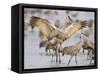 Sandhill Cranes Dancing on the Platte River Near Kearney, Nebraska, USA-Chuck Haney-Framed Stretched Canvas