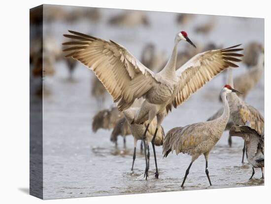 Sandhill Cranes Dancing on the Platte River Near Kearney, Nebraska, USA-Chuck Haney-Stretched Canvas