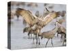 Sandhill Cranes Dancing on the Platte River Near Kearney, Nebraska, USA-Chuck Haney-Stretched Canvas