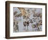 Sandhill Cranes Dancing on the Platte River Near Kearney, Nebraska, USA-Chuck Haney-Framed Photographic Print