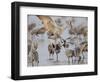 Sandhill Cranes Dancing on the Platte River Near Kearney, Nebraska, USA-Chuck Haney-Framed Photographic Print