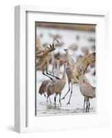 Sandhill Cranes Dancing on the Platte River Near Kearney, Nebraska, USA-Chuck Haney-Framed Photographic Print