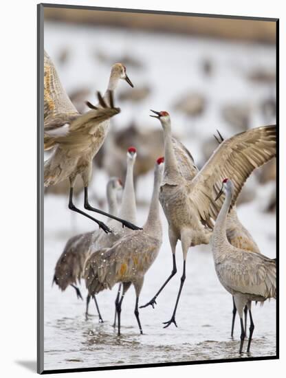 Sandhill Cranes Dancing on the Platte River Near Kearney, Nebraska, USA-Chuck Haney-Mounted Photographic Print