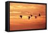 Sandhill Cranes Dawn, Leaving Roost-null-Framed Stretched Canvas