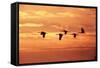 Sandhill Cranes Dawn, Leaving Roost-null-Framed Stretched Canvas