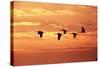 Sandhill Cranes Dawn, Leaving Roost-null-Stretched Canvas