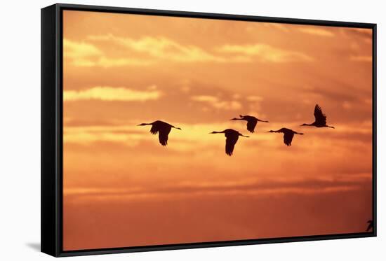 Sandhill Cranes Dawn, Leaving Roost-null-Framed Stretched Canvas