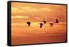 Sandhill Cranes Dawn, Leaving Roost-null-Framed Stretched Canvas