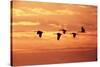 Sandhill Cranes Dawn, Leaving Roost-null-Stretched Canvas