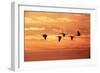 Sandhill Cranes Dawn, Leaving Roost-null-Framed Photographic Print