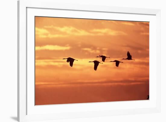 Sandhill Cranes Dawn, Leaving Roost-null-Framed Photographic Print