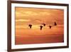 Sandhill Cranes Dawn, Leaving Roost-null-Framed Photographic Print
