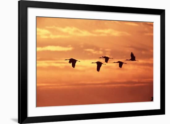 Sandhill Cranes Dawn, Leaving Roost-null-Framed Photographic Print