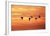 Sandhill Cranes Dawn, Leaving Roost-null-Framed Photographic Print