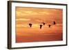 Sandhill Cranes Dawn, Leaving Roost-null-Framed Photographic Print