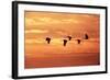 Sandhill Cranes Dawn, Leaving Roost-null-Framed Photographic Print