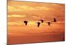 Sandhill Cranes Dawn, Leaving Roost-null-Mounted Photographic Print