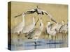 Sandhill Cranes Displaying, Bosque Del Apache National Park, NM, USA-Rolf Nussbaumer-Stretched Canvas