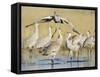 Sandhill Cranes Displaying, Bosque Del Apache National Park, NM, USA-Rolf Nussbaumer-Framed Stretched Canvas