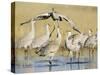 Sandhill Cranes Displaying, Bosque Del Apache National Park, NM, USA-Rolf Nussbaumer-Stretched Canvas